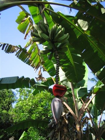 Banane