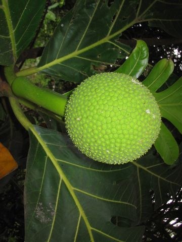 Fruit à pain