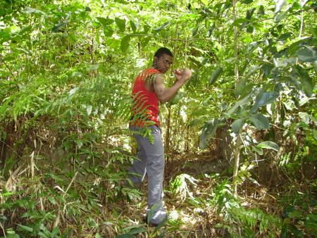 Défenseur de la Nature, aux armes contre la deforestation!