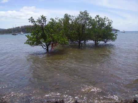 Les mangroves ont une fonction trés important, ils arrêtent la boue te salir notre beau lagon,... et oui.